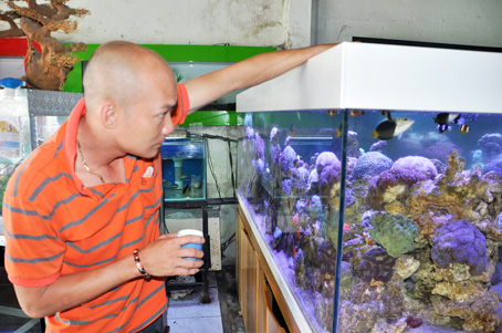 Anh Nguyễn Thiện Linh (phường Tân Hiệp, TP.Biên Hòa) chăm sóc bể cá tiền triệu, chờ giao cho khách. 