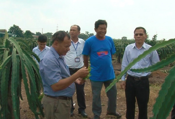 Ông Phạm Xuân Hà, Bí thư huyện ủy Trảng Bom tham quan mô hình trồng thanh long ruột đỏ của Tổ hợp tác