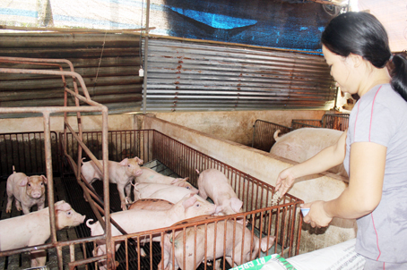 Đa số các trại chăn nuôi nhỏ lẻ chưa mặn mà quan tâm đến việc đeo vòng truy xuất nguồn gốc cho heo. Ảnh chụp tại một hộ chăn nuôi tại xã Vĩnh Tân (huyện Vĩnh Cửu).