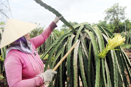 - Dù đã ngăn được dịch nấm “tắc kè”, bà Đỗ Thị Hoàng Oanh (xã Sông Trầu, huyện Trảng Bom)hàng ngày vẫn bám sát vườn thanh long, tỉa những cành nhiễm bệnh để ngăn nấm lây lan.