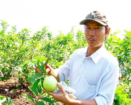 4 sào trồng ổi sạch của gia đình ông Vũ Văn Chuyển đang cho thu nhập hàng trăm triệu đồng/năm.