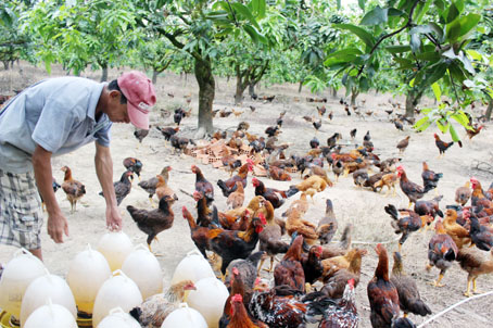 Trại gà ta tại xã Thanh Sơn (huyện Định Quán) đang xuất hết lứa gà trưởng thành trước khi nuôi vụ gà tết.