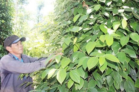Nông dân lo lắng vì tiêu chỉ tập trung ra lá mà ít ra bông, đậu trái. Trong ảnh: Vườn tiêu xã Xuân Bắc (huyện Xuân Lộc).