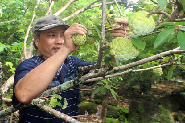Vườn mãng cầu của ông Ngô Sương (ấp 4, xã Phú Lộc) là một trong số ít vườn mãng cầu còn lại của huyện Tân Phú. Trong ảnh: Nhân công thu hoạch mãng cầu để bán cho các thương lái địa phương.
