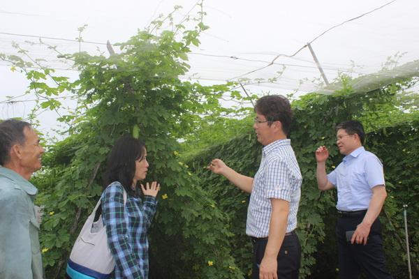  Đoàn thăm mô hình trồng dưa lưới trong nhà màng của nông dân tại huyện Xuân Lộc. 