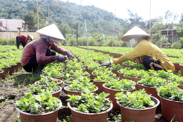 Các nhân công chăm sóc hoa tại một vườn hoa tết ở xã Quang Trung, huyện Thống Nhất.