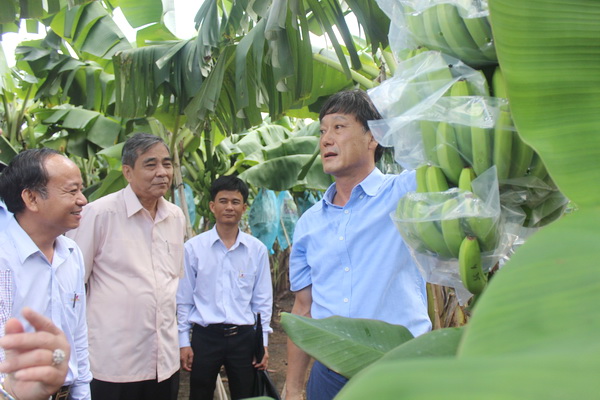 Phó bí thư thường trực Tỉnh ủy Trần Văn Tư (thứ hai từ trái qua) thăm cánh đồng lớn chuối VietGAP xuất khẩu tại Công ty TNHH Globe Farm Việt Nam.