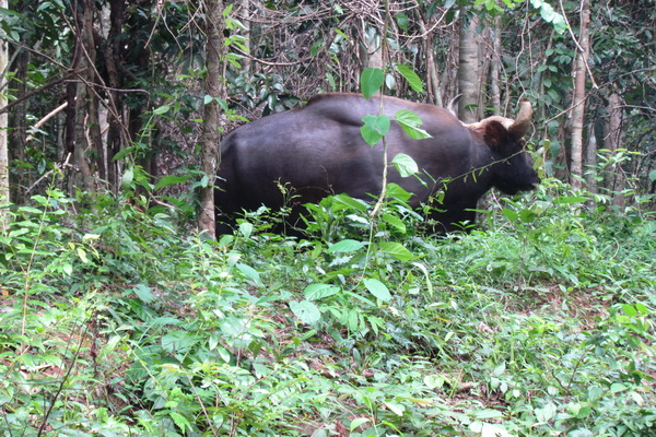 Bò tót xuất hiện tại khu vực rừng Rang Rang, suối Sai.(Ảnh do Khu Bảo tồn thiên nhiên - văn hóa Đồng Nai cung cấp)