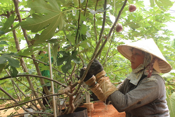 Trang trại trồng đặc sản trái sung Mỹ của Công ty Nhà Nguyễn tại Trung tâm Ứng dụng Công nghệ sinh học Đồng Nai. Ảnh: B.Nguyên