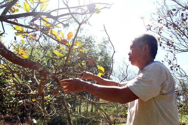 Ông Bùi Ngọc Lan (xã Phú An, huyện Tân Phú) gần như bỏ mặc vườn điều dần cháy khô từ năm ngoái đến nay.