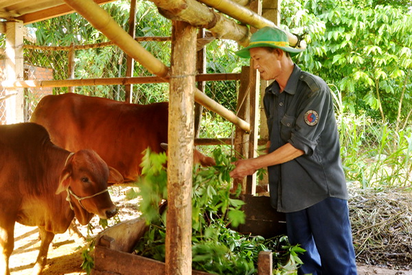 Ông Trần Văn Hiển (xã Xuân Đông, huyện Cẩm Mỹ) chăm sóc đàn bò của gia đình.