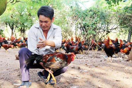 Ông Bùi Văn Thân (xã Sông Ray, huyện Cẩm Mỹ) là một trong những người nuôi gà trống thiến có nhiều kinh nghiệm, đạt hiệu quả cao. Ảnh: H.Hải