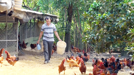 Ông Trần Việt Hùng (xã Xuân Đông, huyện Cẩm Mỹ) tập trung chăm đàn gà trống thiến cung cấp ra thị trường Tết Nguyên đán 2018.