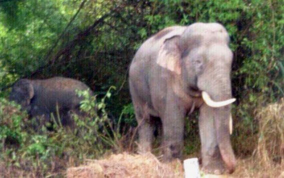  Theo người dân, tầng suất voi rừng ra để tìm kiếm thức ăn ngày một nhiều hơn