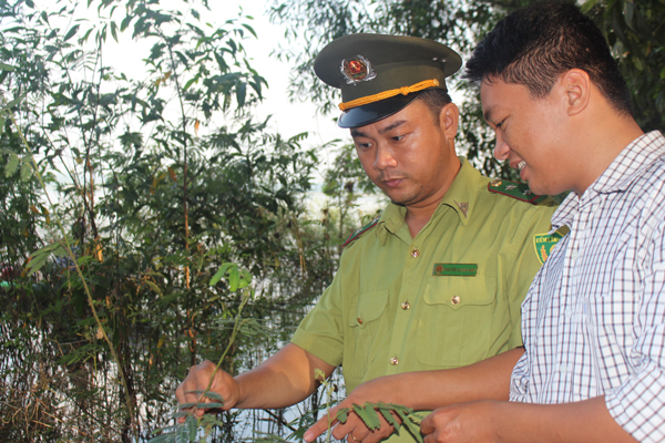 Cây mai dương luôn gây khó khăn cho bước chân tuần rừng của các kiểm lâm viên Khu Bảo tồn thiên nhiên - văn hóa Đồng Nai.