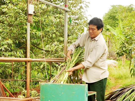 Ông Nguyễn Văn Ơi cắt cỏ cho 2 con bò nuôi sau nhà ăn.