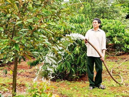 Ông Nguyễn Văn Ơi bơm nước giếng tưới cây.