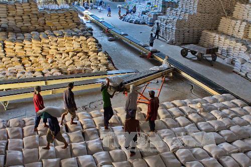 Bốc xếp gạo xuất khẩu tại Công ty cổ phần lương thực Hậu Giang. Ảnh: Duy Khương/TTXVN