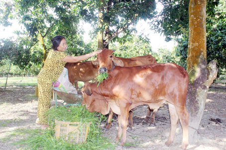 Gia đình bà Nguyễn Thị Phát (ấp 4, xã Mã Đà, huyện Vĩnh Cửu) thoát nghèo nhờ được hỗ trợ nuôi bò.