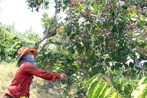 Một vườn điều đã cho trái non ở xã Phú Bình, huyện Tân Phú.