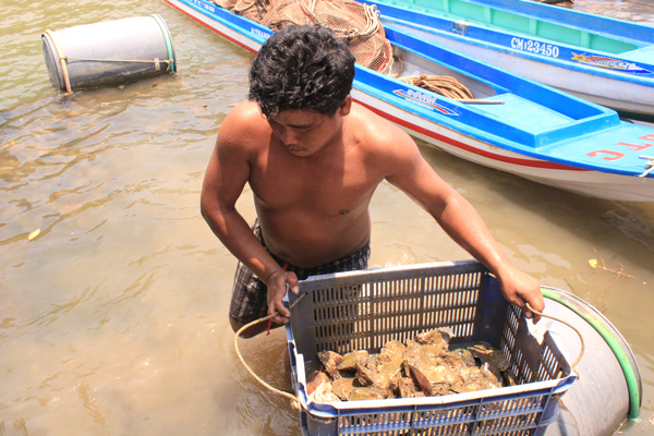 Bè nuôi hàu tại huyện Nhơn Trạch. Ảnh: TL