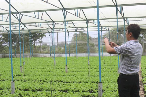 Huyện Xuân Lộc sẽ tạo mọi điều kiện thu hút doanh nghiệp, nông dân đầu tư nông nghiệp công nghệ cao. (Ảnh chụp tại Hợp tác xã rau sạch Trường An, xã Xuân Phú, huyện Xuân Lộc).