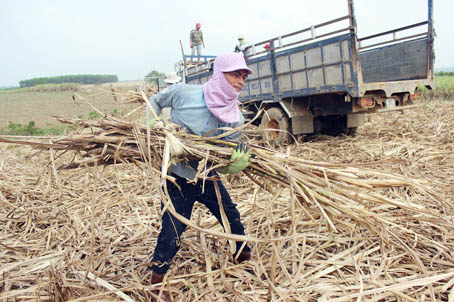 Nông dân tại vùng nguyên liệu mía xã Phú Ngọc (huyện Định Quán) mong được chuyển đỏi cây trồng