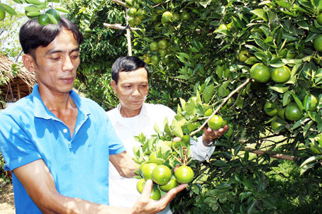 Vườn quýt cho thu nhập gần 1 tỷ đồng/hécta của nông dân Hà Thắng (người đứng đầu), ấp Lý Lịch 2, xã Phú lý.
