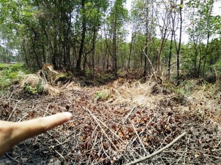 Nhiều cây gỗ đước ở khu vực rừng phòng hộ Long Thành đã bị chặt.