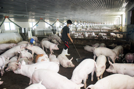Trang trại nuôi heo thịt của Công ty TNHH một thành viên Kim Ngọc Xuyến (ở huyện Cẩm Mỹ) được đầu tư cơ sở hạ tầng bài bản nhờ tiếp cận được chính sách hỗ trợ.