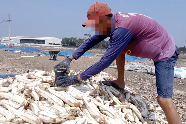 Xử phạt 4 cá nhân dùng lưu huỳnh ủ khoai mì