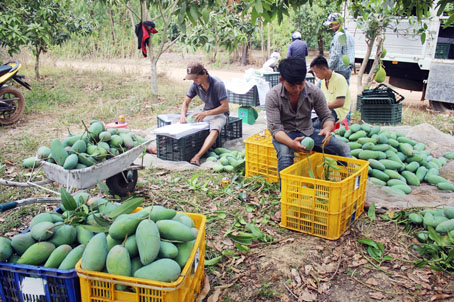 Trái xoài xuất khẩu gặp khó khăn vì Trung Quốc bắt đầu thực hiện truy xuất nguồn gốc trái cây. Trong ảnh: Thương lái đóng xoài xuất khẩu tại xã Mã Đà (huyện Vĩnh Cửu).