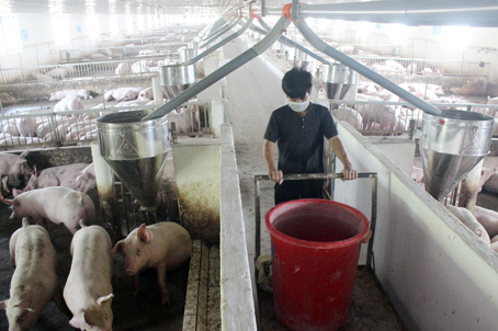 Trang trại chăn nuôi heo theo quy trình khép kín, hiện đại của Công ty TNHH một thành viên Kim Ngọc Xuyến (xã Long Giao, huyện Cẩm Mỹ).