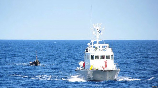 Tàu tuần tra bảo vệ bờ biển Nhật Bản lai dắt một chiếc thuyền cá. (Nguồn: Reuters)