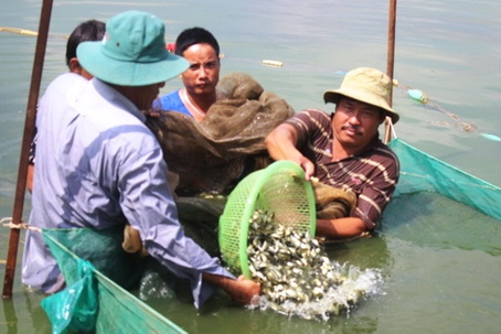 Hợp tác xã cá rô đồng Vĩnh Hưng (xã Tân Hạnh, TP.Biên Hòa) chuyển đổi sang sản xuất con giống cá chép giòn.