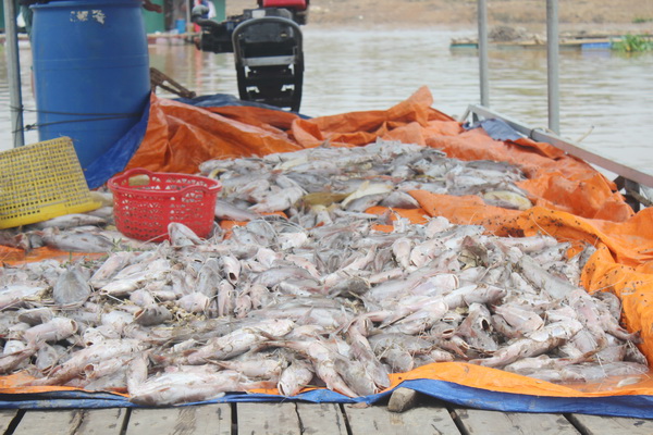 Nhiều bè cá chết còn nhỏ chưa tìm được khách mua đã bắt đầu ươn thối