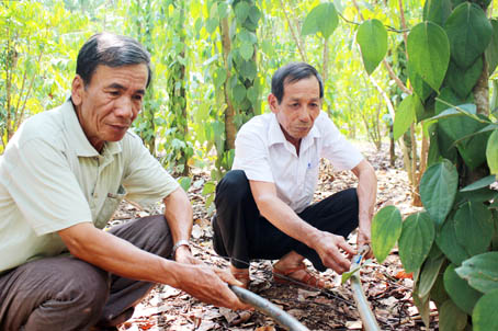Nông dân khu Đồi 57 (xã Long Giao, huyện Cẩm Mỹ) áp dụng kỹ thuật tưới tiết kiệm để giữ ẩm cho cây trồng mùa nắng hạn khi nguồn nước tưới khan hiếm.