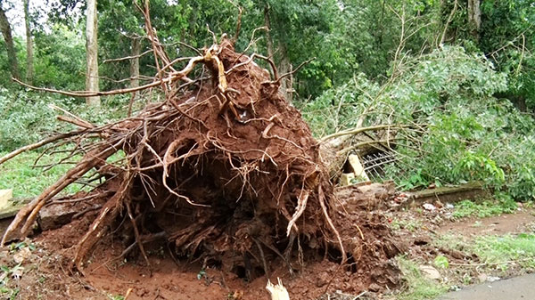 Cây cao su bảo tồn của ngành cao su Việt Nam ở nông trường cao su Dầu Giây bị gãy đổ