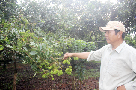 Ông Nguyễn Vĩnh Thủy giới thiệu vườn chôm chôm nhãn tại xã Xuân Định, huyện Xuân Lộc.