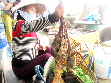 Ngư dân trên vịnh Xuân Đài (TX.Sông Cầu, tỉnh Phú Yên) phấn khởi với mùa thu hoạch tôm hùm mới.
