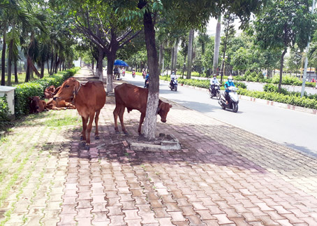 Một đàn bò ung dung trên vỉa hè đường Nguyễn Ái Quốc (TP.Biên Hòa), đoạn gần nút giao đường Nguyễn Ái Quốc - Nguyễn Văn Trỗi…