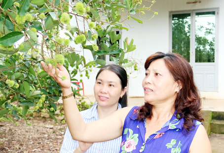 Bà Nguyễn Thị Thanh (phải) bên cây chôm chôm được bà chọn tham gia mô hình trồng nhiều cây, nuôi nhiều con để lấy tiền giúp đỡ cho hội viên khó khăn.