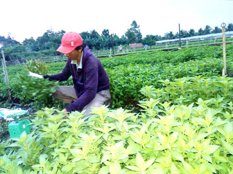 Nông dân trồng rau tại xã Gia Tân 3 (huyện Thống Nhất) thất vọng vì mùa mưa khó trồng nhưng giá rau vẫn rẻ như cho.