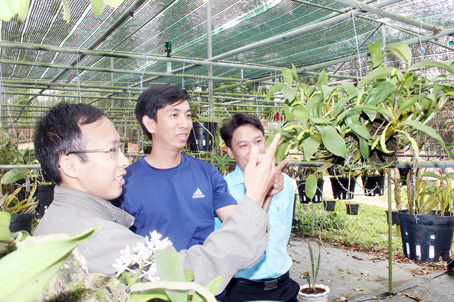 Cán bộ, đoàn viên thanh niên huyện Xuân Lộc tìm hiểu mô hình trồng hoa lan rừng. Ảnh: N.Sơn