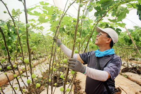 Công ty TNHH Nhà Nguyễn (huyện Cẩm Mỹ) thuê chuyên gia nước ngoài về quản lý quy trình trồng sung Mỹ trong nhà màng.