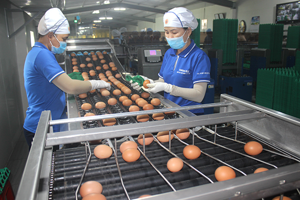 Dây chuyền sản xuất trứng theo chuẩn châu Âu tại Trang trại Thanh Đức. Ảnh: B.Nguyên