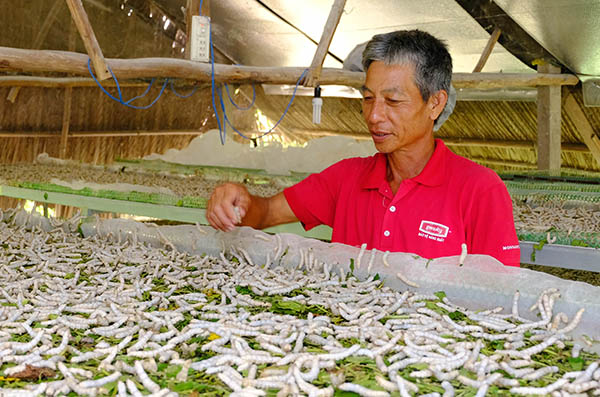 Ông Lăng Văn Tiến (ngụ xã Sông Ray, huyện Cẩm Mỹ) kiểm tra lứa tằm đang nuôi trong trại nhà.