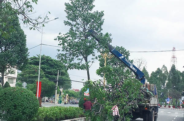 Công nhân đang thay cây xanh trên đường Nguyễn Ái Quốc.