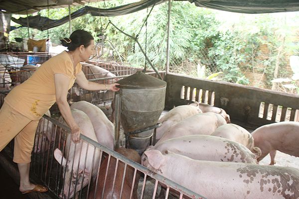 Người nuôi heo hiện khá thận trọng trong việc tái đàn mùa cuối năm. Trong ảnh: Trang trại chăn nuôi heo tại xã Gia Tân 1 (huyện Thống Nhất).