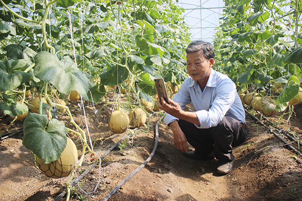  Nông dân thăm quan mô hình trồng dưa lưới trong nhà màng tại Công ty TNHH thương mại trang trại Việt. Ảnh